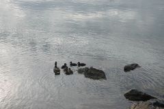 DSC07252