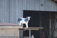 DSC07494