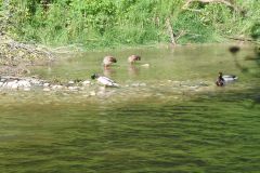 DSCN2570