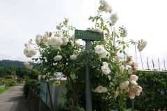 DSC07777