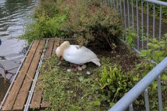 DJI_20260520_095434_851