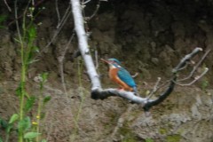 DSC01636_1