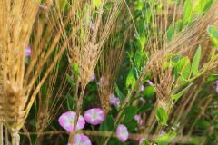 DJI_20260617093459_0035_D