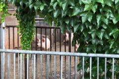 IMG_20260701_110707_055