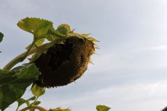 DSCN0061