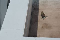 DSCN0221