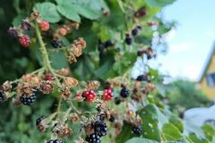 LIV_20260805_092134_023
