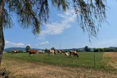 LIV_20260805_111331_167