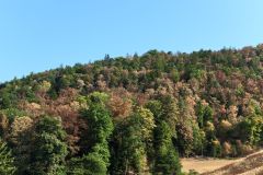 IMG_20260812_094526_019