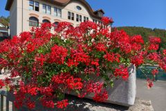 IMG_20260812_114540_181