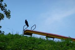 DSC04251