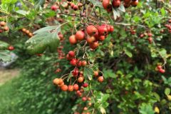 IMG_20260930_110835_098