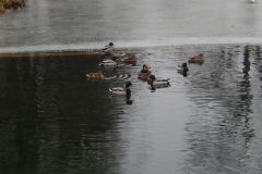 DSCN5894