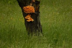 DSCN1553