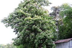 DSCN0078