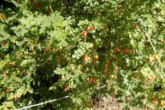 DSCN5477