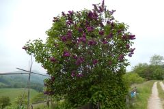 DSCN4406