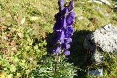DSCN5238